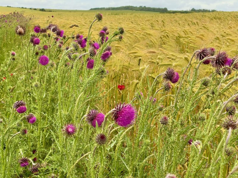 South Downs Way. Image © PlanetSKI